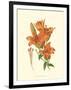 Striking Lilies II-Edward Step-Framed Art Print