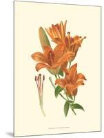 Striking Lilies II-Edward Step-Mounted Art Print