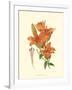 Striking Lilies II-Edward Step-Framed Art Print