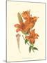 Striking Lilies II-Edward Step-Mounted Art Print