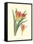 Striking Lilies III-Edward Step-Framed Stretched Canvas