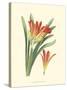 Striking Lilies III-Edward Step-Stretched Canvas