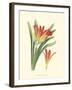 Striking Lilies III-Edward Step-Framed Art Print