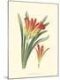 Striking Lilies III-Edward Step-Mounted Art Print