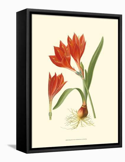 Striking Lilies IV-Edward Step-Framed Stretched Canvas