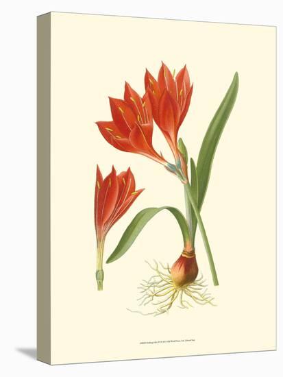 Striking Lilies IV-Edward Step-Stretched Canvas