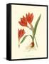 Striking Lilies IV-Edward Step-Framed Stretched Canvas