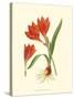 Striking Lilies IV-Edward Step-Stretched Canvas