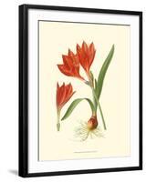 Striking Lilies IV-Edward Step-Framed Art Print