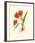 Striking Lilies IV-Edward Step-Framed Art Print