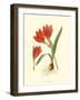 Striking Lilies IV-Edward Step-Framed Art Print