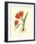 Striking Lilies IV-Edward Step-Framed Art Print