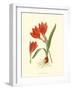 Striking Lilies IV-Edward Step-Framed Art Print