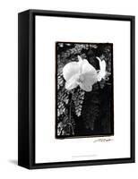 Striking Orchids I-Laura Denardo-Framed Stretched Canvas