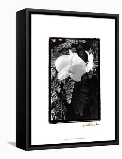 Striking Orchids I-Laura Denardo-Framed Stretched Canvas