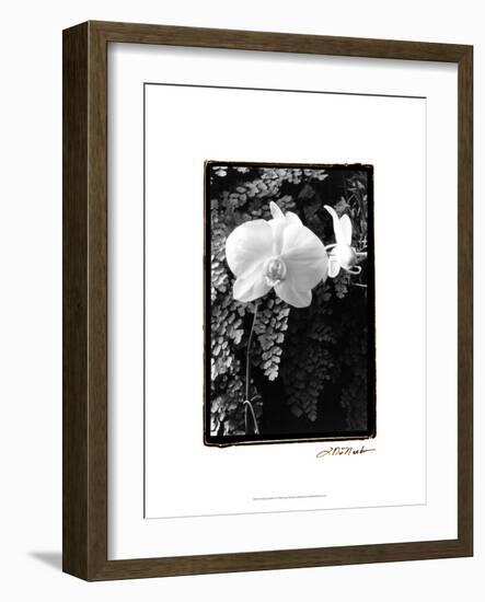 Striking Orchids I-Laura Denardo-Framed Art Print