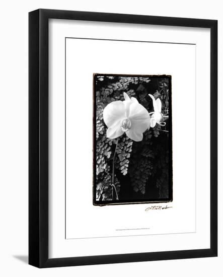 Striking Orchids I-Laura Denardo-Framed Art Print