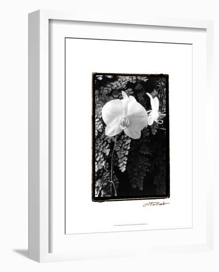 Striking Orchids I-Laura Denardo-Framed Art Print