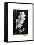 Striking Orchids II-Laura Denardo-Framed Stretched Canvas