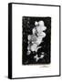 Striking Orchids II-Laura Denardo-Framed Stretched Canvas