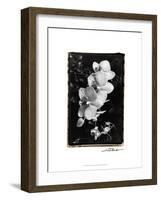 Striking Orchids II-Laura Denardo-Framed Art Print