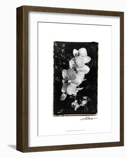 Striking Orchids II-Laura Denardo-Framed Art Print