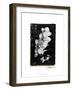 Striking Orchids II-Laura Denardo-Framed Art Print