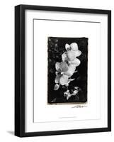 Striking Orchids II-Laura Denardo-Framed Art Print