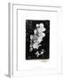 Striking Orchids II-Laura Denardo-Framed Art Print