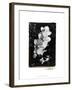 Striking Orchids II-Laura Denardo-Framed Art Print