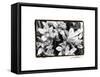 Striking Orchids III-Laura Denardo-Framed Stretched Canvas