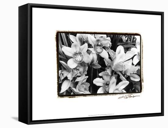 Striking Orchids III-Laura Denardo-Framed Stretched Canvas