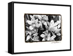 Striking Orchids III-Laura Denardo-Framed Stretched Canvas