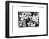 Striking Orchids III-Laura Denardo-Framed Art Print