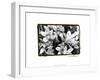 Striking Orchids III-Laura Denardo-Framed Art Print