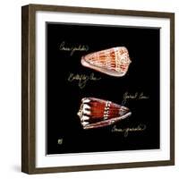 Striking Shells III-Ginny Joyner-Framed Art Print