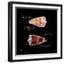 Striking Shells III-Ginny Joyner-Framed Art Print