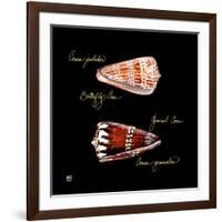 Striking Shells III-Ginny Joyner-Framed Art Print