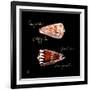 Striking Shells III-Ginny Joyner-Framed Art Print