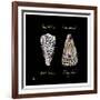 Striking Shells IV-Ginny Joyner-Framed Art Print