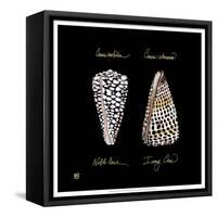 Striking Shells IV-Ginny Joyner-Framed Stretched Canvas