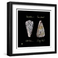 Striking Shells IV-Ginny Joyner-Framed Art Print