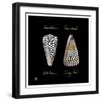 Striking Shells IV-Ginny Joyner-Framed Art Print