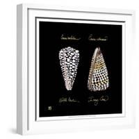 Striking Shells IV-Ginny Joyner-Framed Art Print