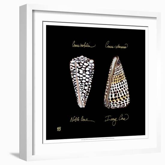 Striking Shells IV-Ginny Joyner-Framed Art Print