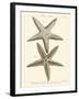 Striking Starfish I-Vision Studio-Framed Art Print