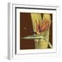 Striking Tropical II-Jennifer Goldberger-Framed Art Print