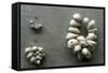 Strings of Cowrie Shells-null-Framed Stretched Canvas