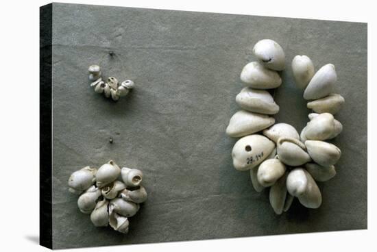 Strings of Cowrie Shells-null-Stretched Canvas