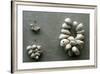 Strings of Cowrie Shells-null-Framed Photographic Print